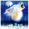 /album/bildgalleri-vargar-indianer/midnite-wolf-blanket-jpg/