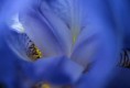 /album/bildgalleri-natur/secret-iris-4-jpg/