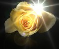 /album/bildgalleri-natur/single-yellow-rose-jpg/